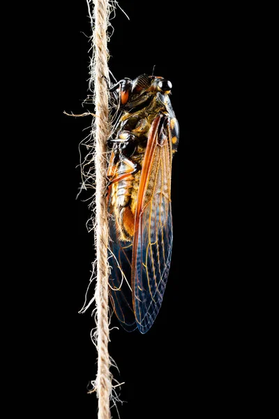 Late Nacht Van Een Cicade Geschild Kwam Uit Schaal Verticale — Stockfoto