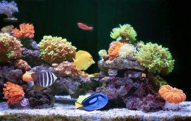 Renkli deniz akvaryumu, güzel mercanlar ve balıklar.