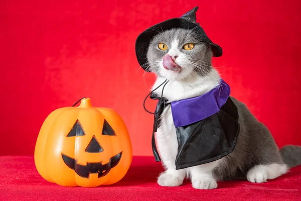 Słodkie Brytyjski Krotkie Kot Wiedźma Płaszcz Jako Znak Halloween Jack — Zdjęcie stockowe