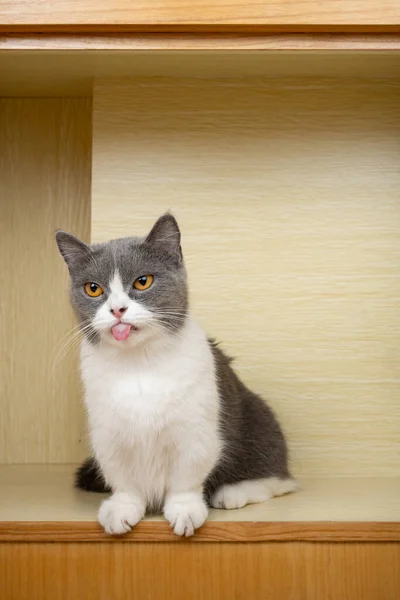 Britská Krátkosrstá Kočka Skříni Svislé Kompozici — Stock fotografie