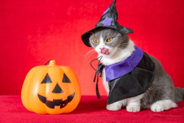 Cadılar Bayramı karakteri olarak cadılar bayramı pelerinli şirin İngiliz kısa hava kedisi ve yanında da balkabağı feneri var.