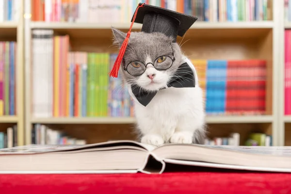 一只可爱的英国短毛猫 穿着医生的衣服 躺在一个水平作曲的书架上 — 图库照片