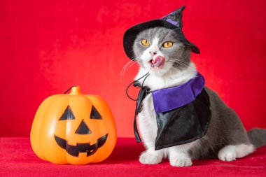 Cadılar Bayramı karakteri olarak cadılar bayramı pelerinli şirin İngiliz kısa hava kedisi ve yanında da balkabağı feneri var.