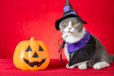 Cadılar Bayramı karakteri olarak cadılar bayramı pelerinli şirin İngiliz kısa hava kedisi ve yanında da balkabağı feneri var.