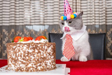Şirin İngiliz kısa hava kedisi doğum gününü yatay olarak kutluyor.