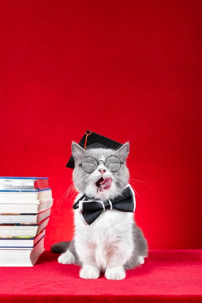 Ένα Χαριτωμένο Βρετανικό Shorthair Γάτα Ντυμένος Γιατρός Κόκκινο Κάθετη Σύνθεση — Φωτογραφία Αρχείου
