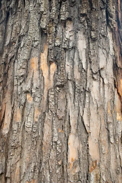 Starý Strom Kůra Jako Pozadí Textura Vertikální Složení — Stock fotografie