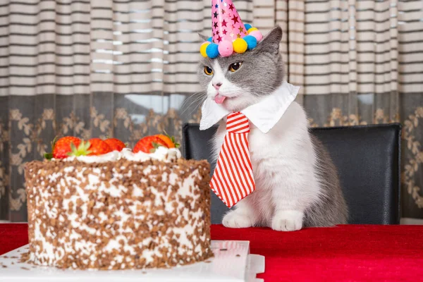 cute british shorthair cat celebrating her birthday horizontal composition