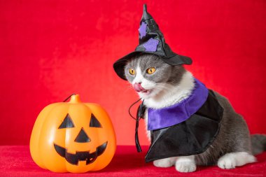 Cadılar Bayramı karakteri olarak cadılar bayramı pelerinli şirin İngiliz kısa hava kedisi ve yanında da balkabağı feneri var.