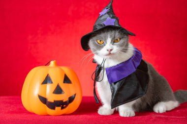 Cadılar Bayramı karakteri olarak cadılar bayramı pelerinli şirin İngiliz kısa hava kedisi ve yanında da balkabağı feneri var.