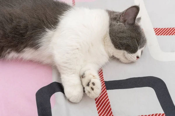 Британская Коротковолосая Кошка Комфортно Спящая Кровати — стоковое фото