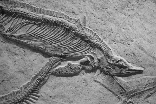Dinozor Iskeleti Fosil Yatay Bileşimi — Stok fotoğraf