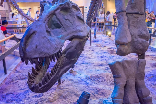 Guangzhou Guangdong Kina Juli 2023 Dinosaurskjeletter Guangdong Museet – stockfoto