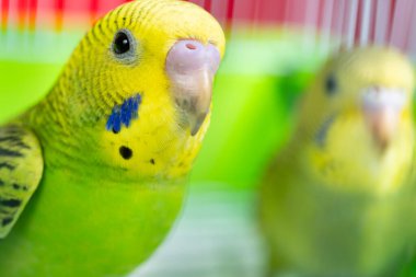 Bir kafeste iki muhabbet kuşu.