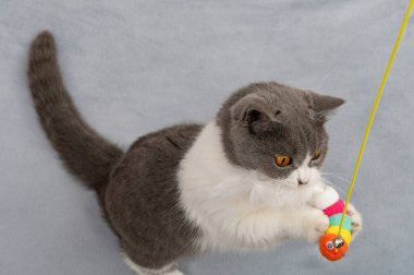 İngiliz kısa hava kedisi oyuncak bir solucan yakalamaya çalışıyor.