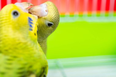 Bir kafeste iki muhabbet kuşu.