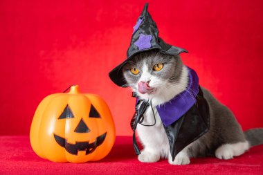 Cadılar Bayramı karakteri olarak cadılar bayramı pelerinli şirin İngiliz kısa hava kedisi ve yanında da balkabağı feneri var.