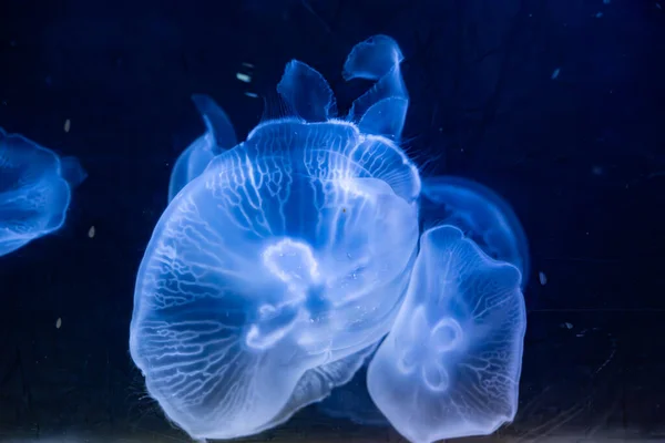 beautiful jellyfish swimming in a fish tank