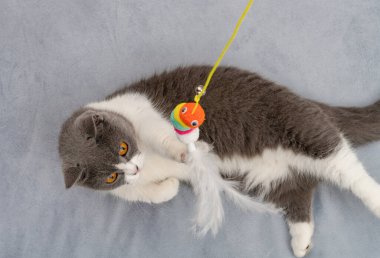 İngiliz kısa hava kedisi oyuncak bir solucan yakalamaya çalışıyor.