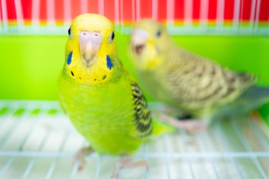 Bir kafeste iki muhabbet kuşu.