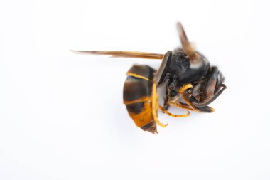 Beyaz arka planda ölü eşekarısı