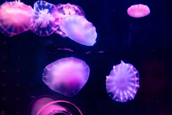beautiful jellyfish swimming in a fish tank