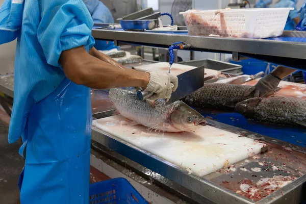 worker about to cut a raw fish in a factory