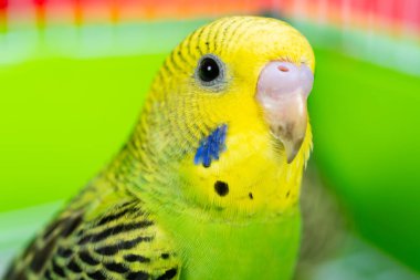 yatay kompozisyonda sevimli bir muhabbet kuşu