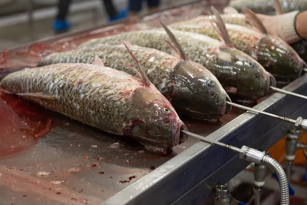 raw fishes being washed on the factory line