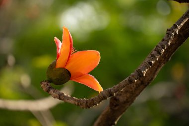 çiçek açan Bombax ceiba veya kırmızı pamuk yatay bileşimi