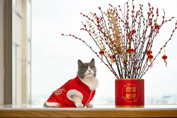 a cute cat with traditional Chinese dress with a pot plant for new year the Chinese translation to English is Happy Chinese New Year