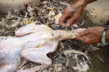 Ördeğin tüylerini yoluyorum.