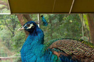 Erkek tavus kuşu kafeste