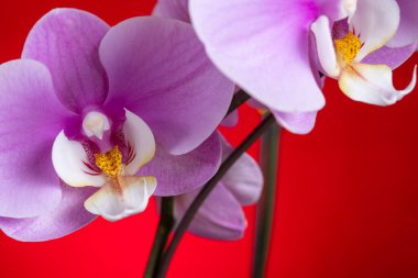 Kırmızı arka plan yatay bileşiminde çiçek açan leylak orkideleri
