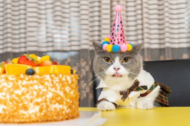 Şirin İngiliz kısa hava kedisi doğum gününü yatay olarak kutluyor.