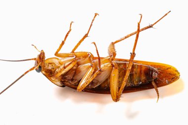 Beyaz arka planda, zehirli ve ölmekte olan bir hamamböceği yatay bileşime yaklaşıyor.