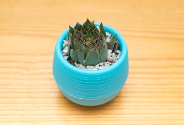 angle view pot of green succulent plant clipart