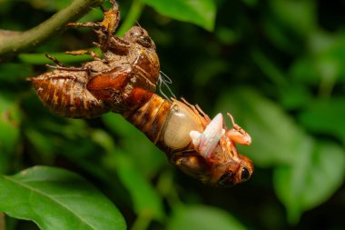 Ağustosböceği kabuğunu dökerken ve yatay bileşimde tüylenirken.