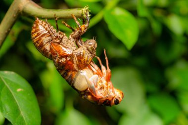 Ağustosböceği kabuğunu dökerken ve yatay bileşimde tüylenirken.
