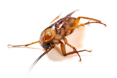 Beyaz arka planda, zehirli ve ölmekte olan bir hamamböceği yatay bileşime yaklaşıyor.