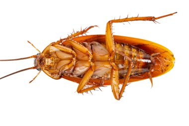 Üst görünüm zehirli ve ölen hamamböceği beyaz arka planda yatay bileşimde yakın plan