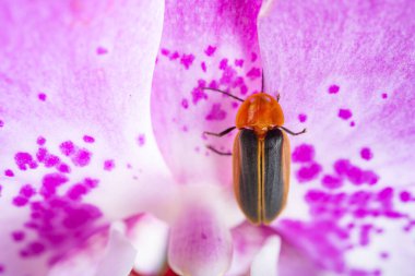 Yatay kompozisyondaki leylak orkidesinde bir ateşböceği
