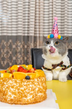 Şirin İngiliz kısa hava kedisi doğum gününü dikey olarak kutluyor.