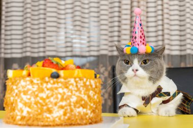 Şirin İngiliz kısa hava kedisi doğum gününü yatay olarak kutluyor.