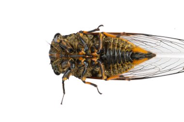 bottom of a cicadas on a white background clipart