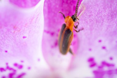 Yatay kompozisyondaki leylak orkidesinde bir ateşböceği