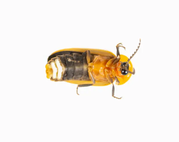 stock image top view firefly on a white background