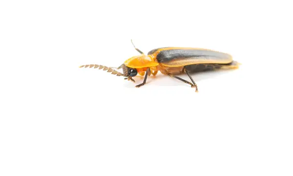 stock image angle view firefly on a white background