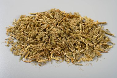Bakış açısı bitkisi ShenJinCao veya Lycopodii Herba veya Japon Yosun Bitkisi