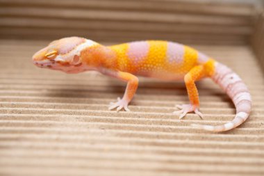 açı görünümü Leopar gecko yatay bileşiminde